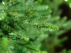 Clearance Norway Spruce Kunstigt Juletræ Julepynt